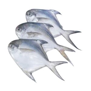 DD White Pomfret/lb